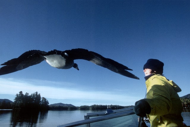 Oiseaux migrateurs