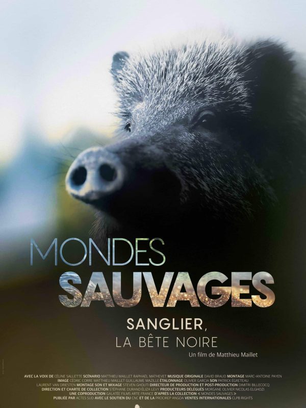 Poster MONDES SAUVAGES 2_SANGLIER_120x176 fr_PDF BD